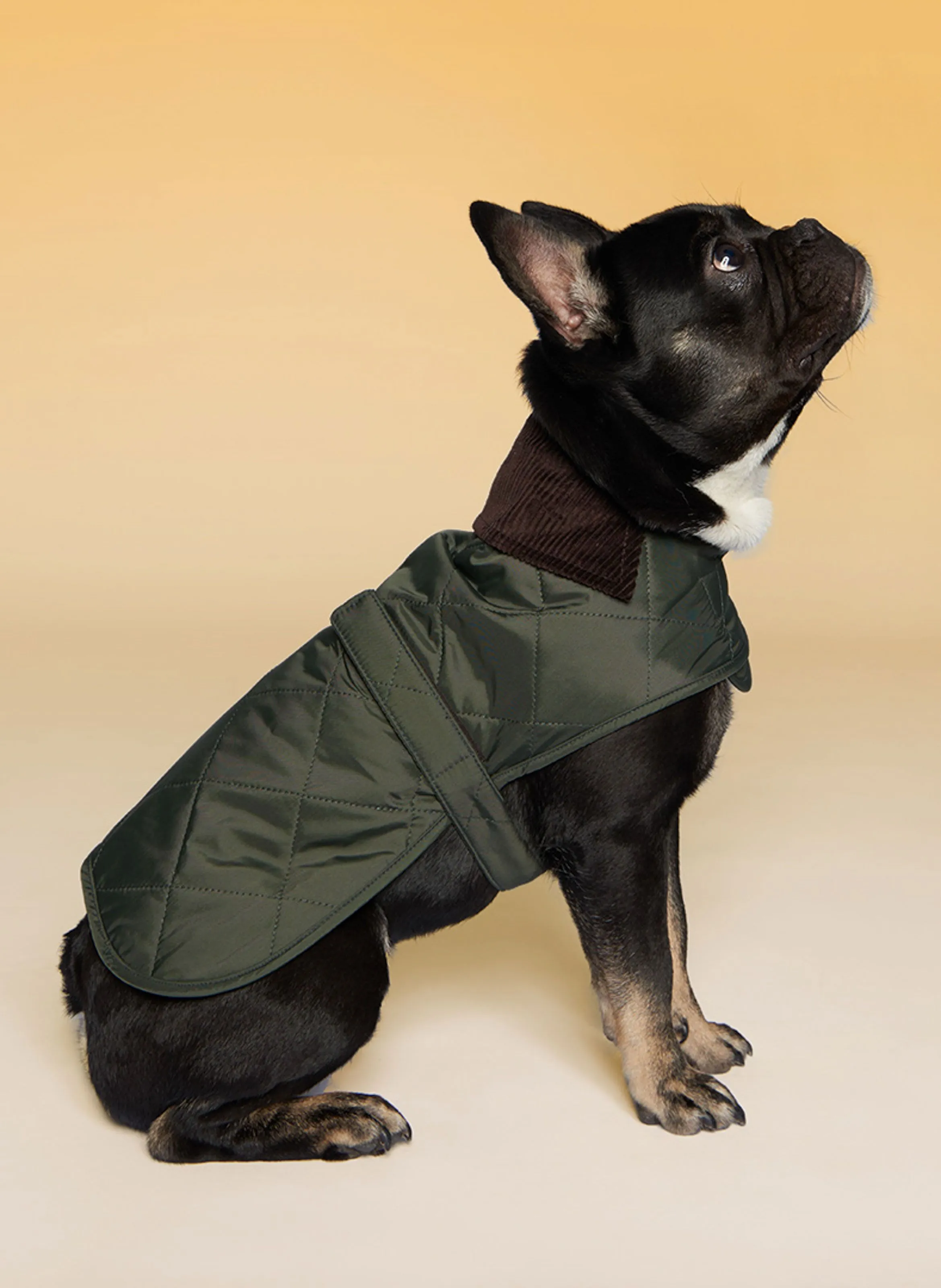 BARBOUR  Dog coat - Green